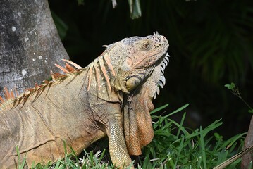 Grüner Leguan