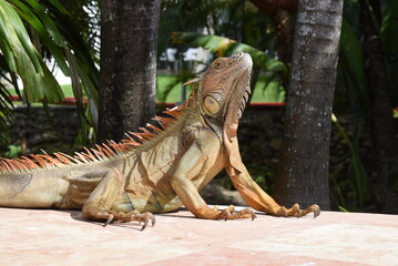 Grüner Leguan