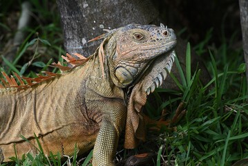 Grüner Leguan