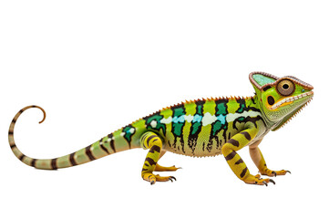 Chameleons Vibrant Colors and Nature’s Camouflage