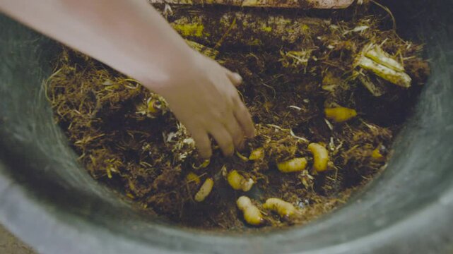 general shot, sale of worms, Amazon, Ecuador