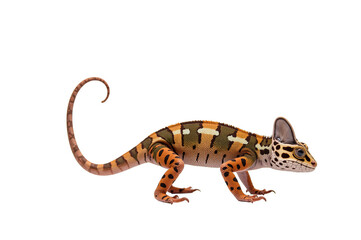 Naklejka premium Chameleons Vibrant Colors and Nature’s Camouflage