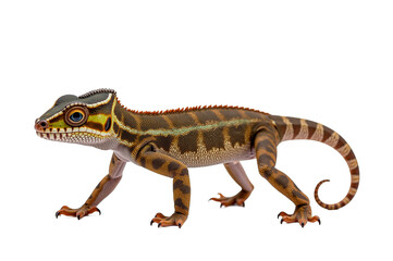 Naklejka premium Chameleons Vibrant Colors and Nature’s Camouflage