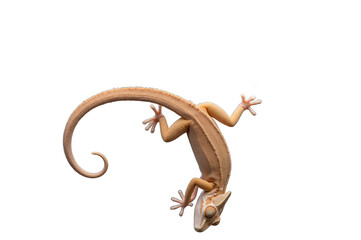 Fototapeta premium Chameleons Vibrant Colors and Nature’s Camouflage