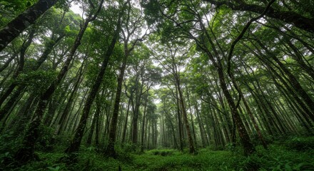 Naklejka premium Lush Green Forest Canopy with Tall Trees and Misty Atmosphere in Background