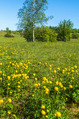 Globeflowers on a beautiful sunny meadow in the summer