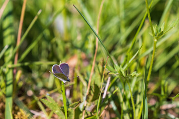 Small blue butterfly sitting on a blade of grass