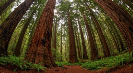 Fototapeta premium Majestic Redwood Forest with Towering Trees and Lush Ferns in Tranquil Nature