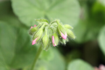 ピンクのゼラニウムの花の蕾

