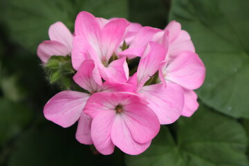 Fototapeta premium ピンクのゼラニウムの花