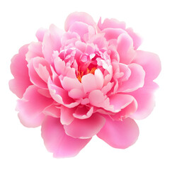 Beautiful Pink Peony Flower in Full Bloom Display