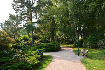 Fototapeta premium Park, Baum, Weg