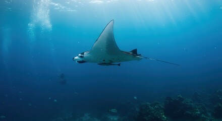 Majestic manta ray gliding through crystal-clear ocean waters, vibrant marine life visible