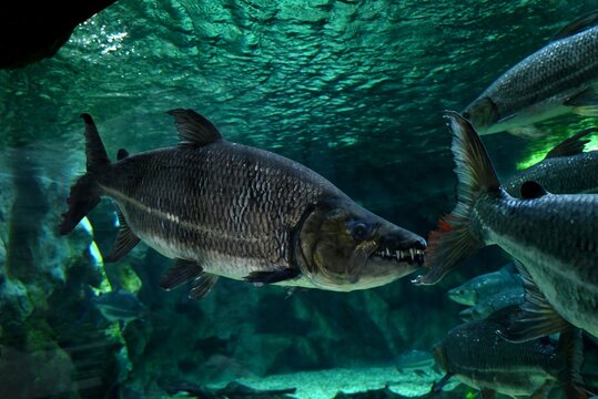 Brycon insignis de l'aquarium de Poema del Mar &agrave; Las Palmas de Gran Canaria