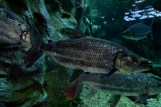 Brycon insignis de l'aquarium de Poema del Mar &agrave; Las Palmas de Gran Canaria