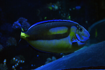 Paracanthurus hepatus de l'aquarium de Poema del Mar à Las Palmas de Gran Canaria