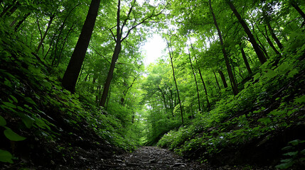Obraz premium Upward View Through Lush Green Forest Canopy With Sunlight Filtering Through Leaves Creating Bright Scene