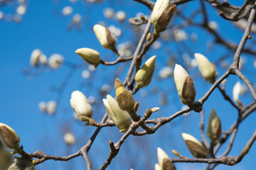 Magnolia flowers in full bloom under the blue sky