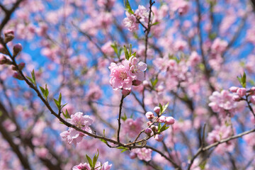 cherry blossoms