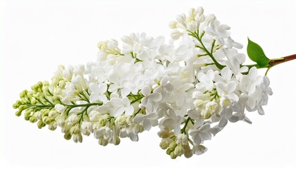 branch of white lilac flowers isolated lilac branch
