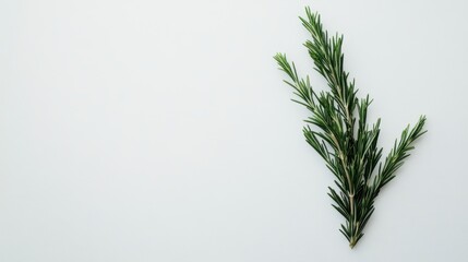 Rama de romero fresca sobre fondo blanco