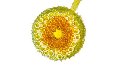 Microscopic view of volvox algae showing flagella and spheroid colonies with transparent background