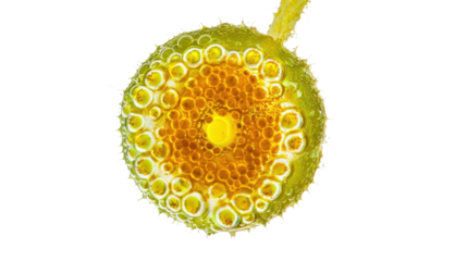 Microscopic view of volvox algae showing flagella and spheroid colonies with transparent background