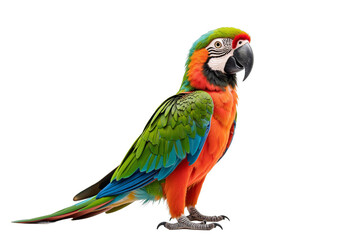 Fototapeta premium Macaws Majestic Parrots with Vivid Colors