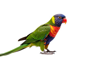 Obraz premium Macaws Majestic Parrots with Vivid Colors