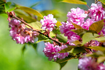 Obraz premium Japanese cherry blossoms on a green natural background 