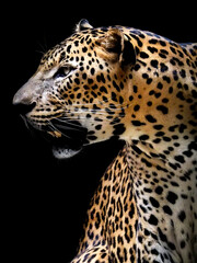 An expression of Leopard with black background. The leopard is one of the five extant cat species...