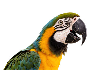 Fototapeta premium Macaws Majestic Parrots with Vivid Colors