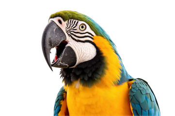 Obraz premium Macaws Majestic Parrots with Vivid Colors