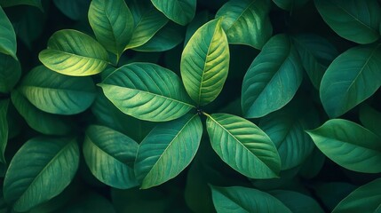 Fototapeta premium Lush Green Foliage Natural Background Texture