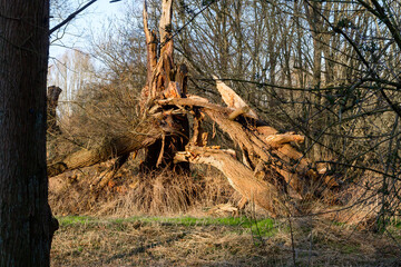 Photo of an old destroyed tree in nature
