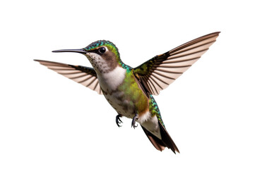 Fototapeta premium Hummingbirds Nature’s Tiny Jewels in Motion