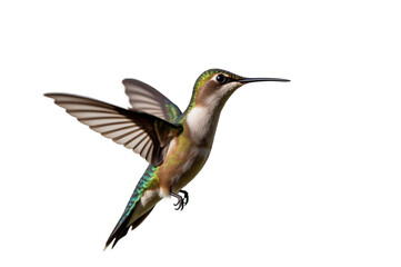 Naklejka premium Hummingbirds Nature’s Tiny Jewels in Motion