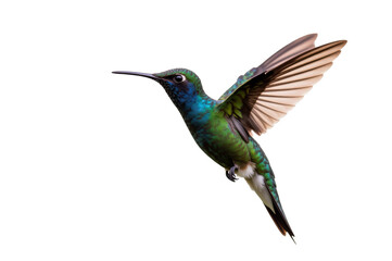 Obraz premium Hummingbirds Nature’s Tiny Jewels in Motion