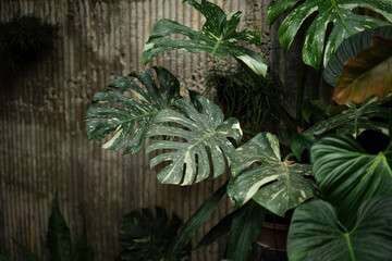 Leaves, trees, garden, indoor plants, house wall background