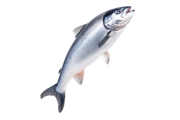Silver salmon fish with fine details, textured scales and fins isolated on white transparent background. Concept of aquatic life