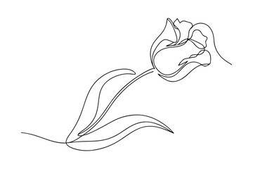 Elegant SingleLine Drawing of a Delicate Spring Tulip Flower © Chaya