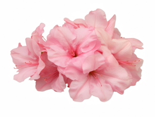 Pink flowers with white centers. The flowers are arranged in a way that they look like they are in a vase