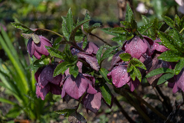 クリスマスローズ