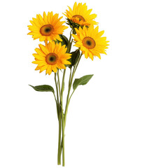 Fototapeta premium A bouquet of yellow sunflowers is displayed on a white background. The flowers are arranged in a way that they are all facing the same direction, creating a sense of unity and harmony