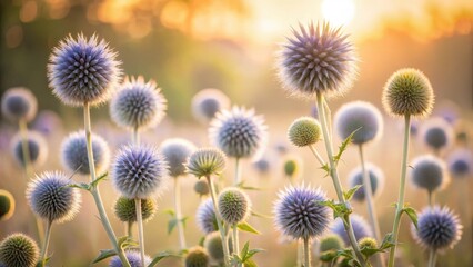 Obraz premium Golden Hour Meadow Delicate Globe Thistles Basking in the Sunset's Warm Embrace