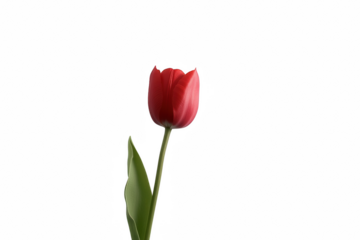 A red flower with a green stem is the main focus of the image. The flower is standing tall and is the only object in the frame. The image has a simple and elegant feel to it