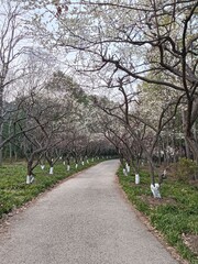 a beautiful spring with flowers and blooming trees in the city park in Shanghai city, China