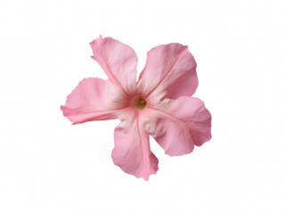 A single pink flower with a white background. The flower is the main focus of the image. The color of the flower is bright and vibrant, which gives the image a cheerful and lively mood