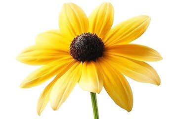 A beautiful yellow flower with a dark brown center is shown