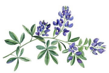 Bluebonnet Branches with Green Leaves Watercolor Illustration on White Background